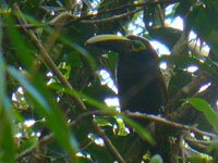 Yellow-eared-Toucanet-fem